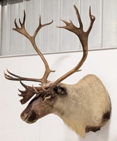 Caribou Shoulder Mount Taxidermy