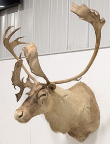 Vtg Large Caribou Shoulder Mount Taxidermy