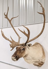Large Caribou Shoulder Mount Taxidermy