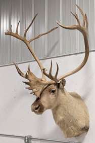 Large Caribou Shoulder Mount Taxidermy