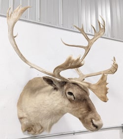 Caribou Shoulder Mount Taxidermy