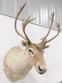 White Caribou Shoulder Mount Taxidermy
