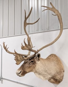 Large Caribou Shoulder Mount Taxidermy
