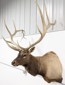 Very Large Bull Elk Shoulder Mount Taxidermy