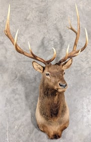 6x6 Bull Elk Full Body Taxidermy Mount