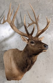 Giant 8x9 Bull Elk Pedestal Taxidermy Mount