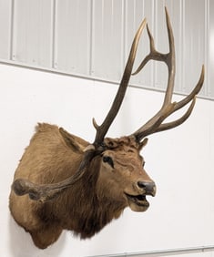 Non-Typical Bull Elk Shoulder Mount Taxidermy