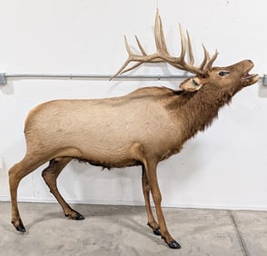6x6 Bull Elk Full Body Taxidermy Mount Missing Base