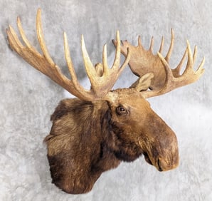 Vtg Bull Moose Shoulder Mount Taxidermy
