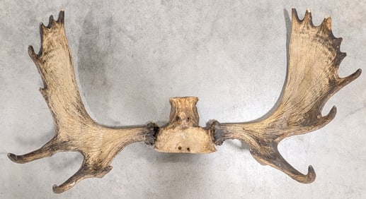 Moose Antler & Skull Plate Taxidermy Wall Mount