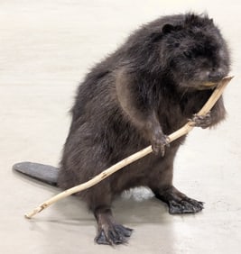 Full Body Beaver Taxidermy Mount