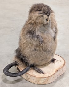 Chubby lil Muskrat Full Body Taxidermy on a Birch Log Cut
