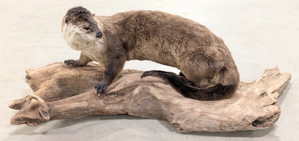 River Otter Full Body Taxidermy Mount on Driftwood