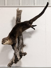 Swimming River Otter Full Body Taxidermy Mount on Driftwood