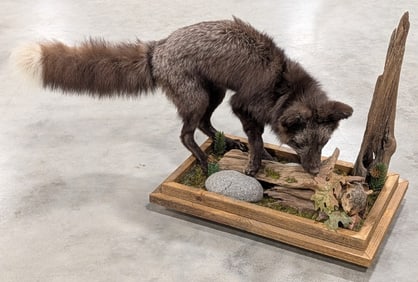 Hunting Black Fox & Squirrel Full Body Taxidermy w/ Habitat Base