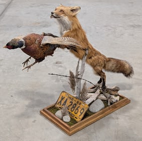 Leaping Red Fox & Ring Neck Pheasant Full Body Taxidermy Mount on Habitat Base