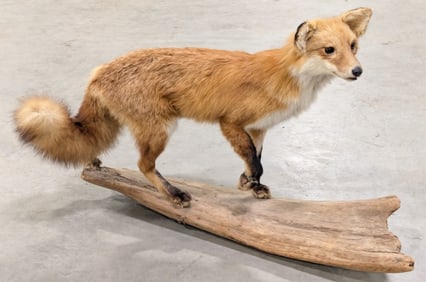 Vtg Red Fox Full Body Taxidermy on Driftwood