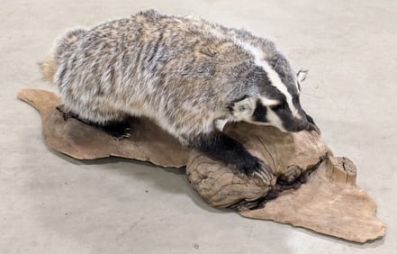 Large Full Body Badger Taxidermy Mount on Driftwood