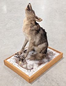 Coyote Caught in Trap Full Body Taxidermy Mount