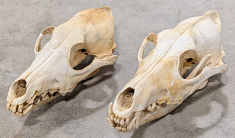 (2) Coyote Skull Taxidermy