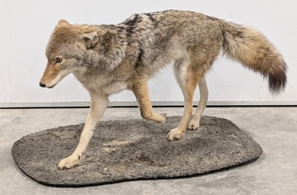 Stalking Coyote Full Body Taxidermy Mount on Base