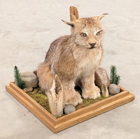 Winter Lynx Full Body Taxidermy Mount w/ Habitat Base