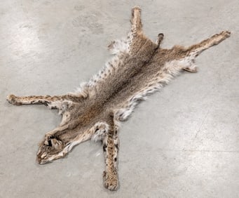 Bobcat Pelt Taxidermy