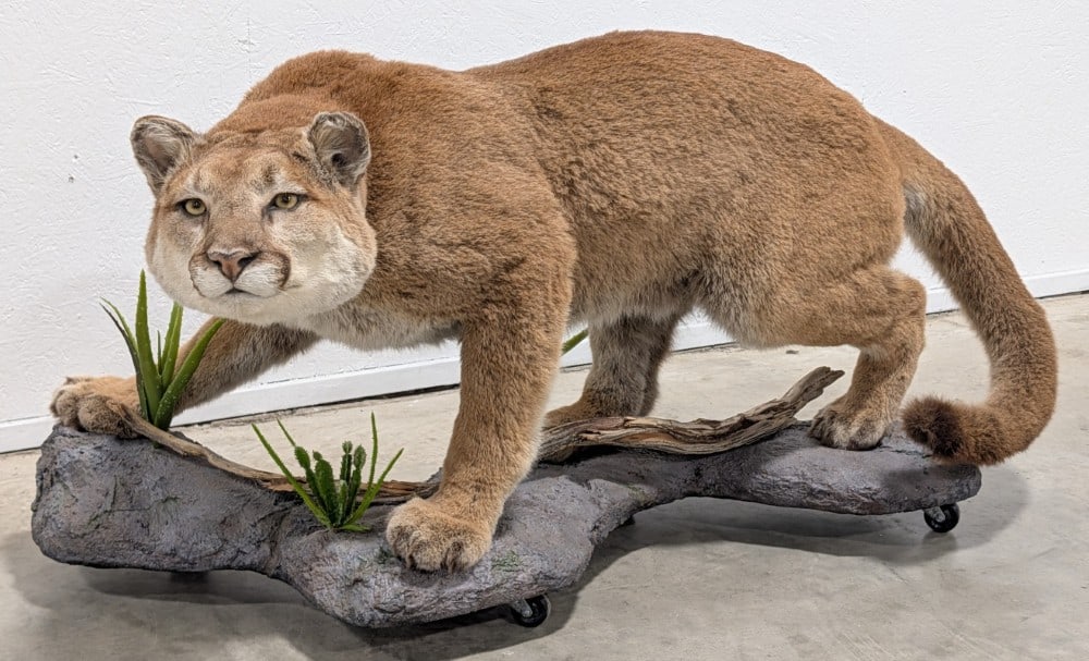 XXXL WORLD RECORD Class Mountain Lion Cougar Full Body Taxidermy: This is the largest taxidermy Cougar we have ever had. This is truly a world record class trophy mount. BIG BIG BIG is the best way we can describe this Cougar. This has a giant head and the body has