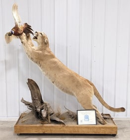 Full Body Pouncing Cougar Mountain Lion w/ Pheasant Taxidermy Mount