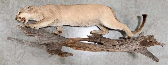 Vtg Mountain Lion Cougar Full Body Taxidermy Wall Mount on Driftwood