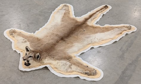 Cougar Mountain Lion Pelt Rug Taxidermy