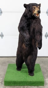 Full Body Upright Black Bear Taxidermy Mount
