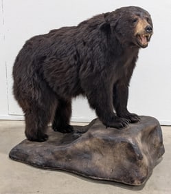 Black Bear Full Body Taxidermy Mount on a Rolling Base