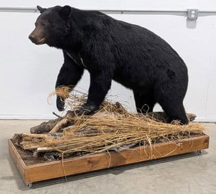 Large American Black Bear Full Body Taxidermy on a Rolling Base