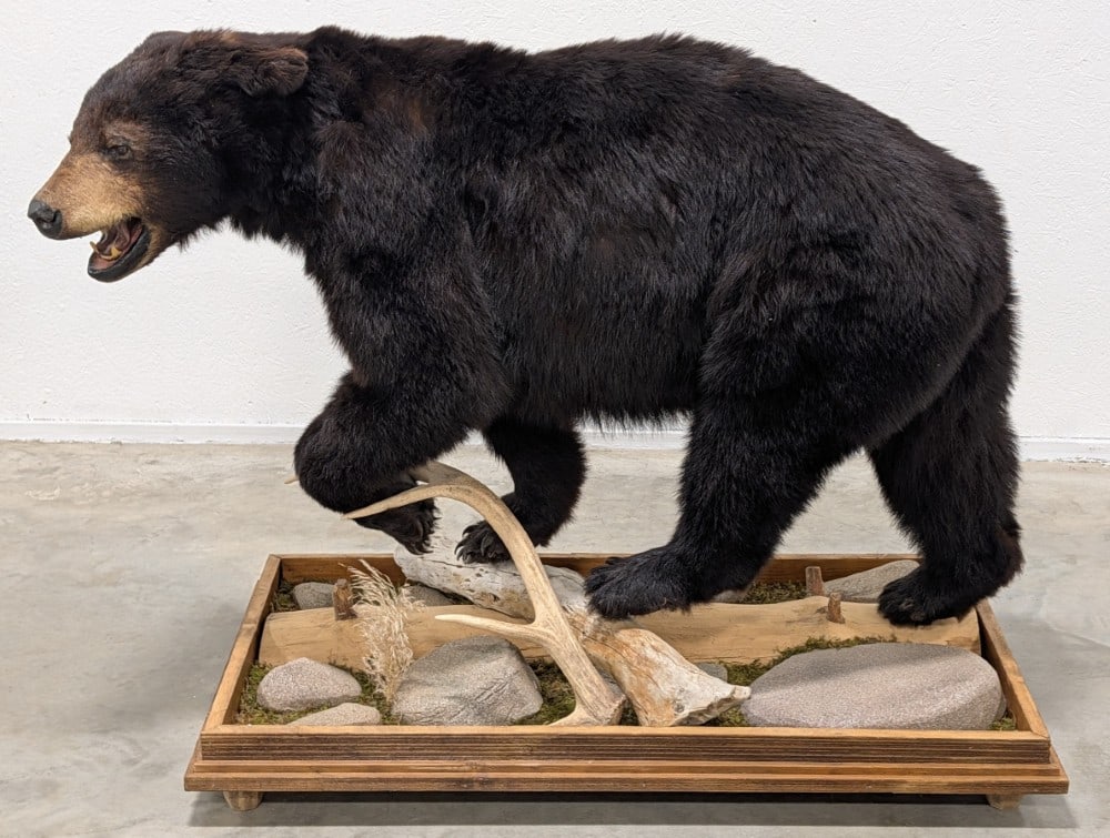 Canadian Black Bear Full Body Taxidermy Mount w/ Habitat Base: Mount is in very nice condition with good thick hair in a walking position on the detailed habitat base. Overall measures 53in long x 26in wide x 40in tall.? Ref #: 477