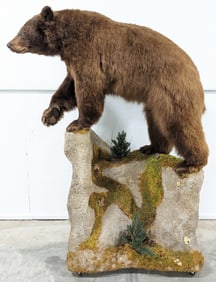 Brown Bear Full Body Taxidermy on Rolling Habitat Base