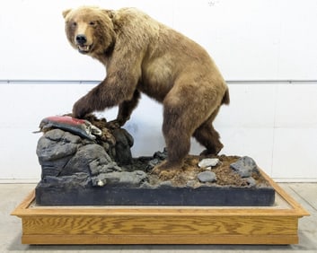 Full Body Brown Bear w/ Fish Taxidermy Mount