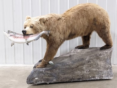 Russian Brown Bear Full Body Taxidermy w/ Salmon