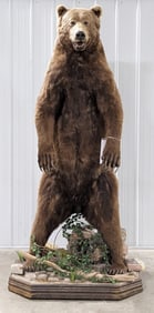 Giant Alaskan Brown Bear Full Body Taxidermy Mount