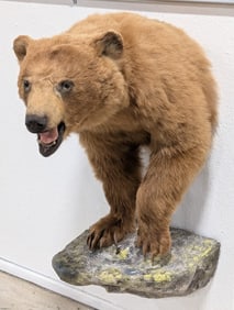 Brown Bear Half Body Taxidermy Mount on Faux Rock