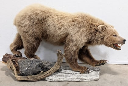 Walking Brown Bear Full Body Mount on Faux Rock Base