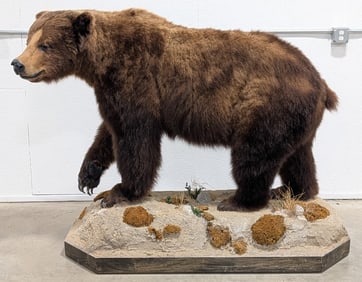 Large Brown Bear Full Body Taxidermy Mount on Rolling Habitat Base