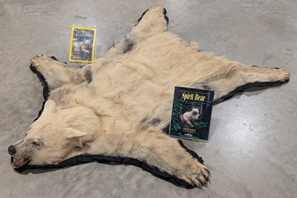SUPER RARE Spirit Bear or Kermode Bear Taxidermy Rug
