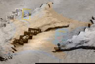 SUPER RARE Spirit Bear or Kermode Bear Taxidermy Rug