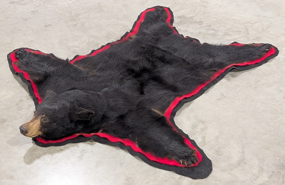 6ft Black Bear Rug Taxidermy: Mount is in very nice condition with all the original claws, nice details in the face, and on a red and black double felted mat. Overall measures 68in wide x 72in long. Ref #: 469