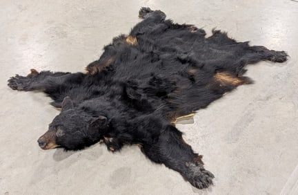 Black Bear Hide Taxidermy