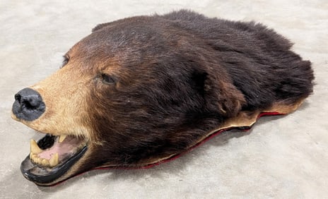 Black Bear Head Rug Taxidermy Mount