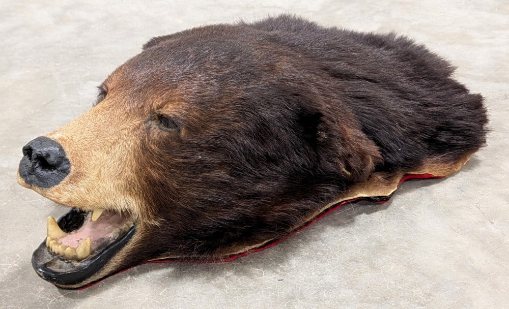 Black Bear Head Rug Taxidermy Mount: Mount is in nice condition with some small cracks in the mouth, and the tips of the ears are splitting. Measures 16in wide x 23in long.