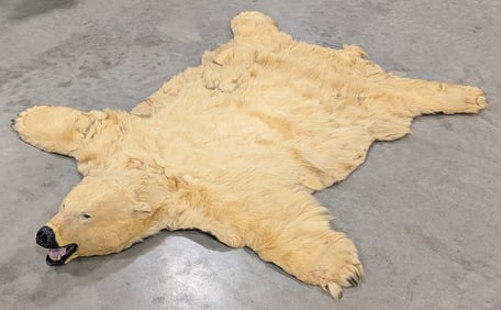 Vtg 8ft Polar Bear Rug Taxidermy