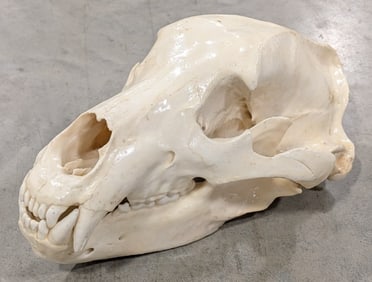 MONSTER Kodiak Bear Skull Taxidermy by Jonas Bros